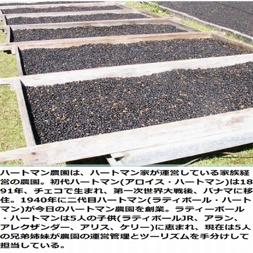 【クリックポスト 全国送料無料!!】生豆　900g　パナマ ハートマン農園 カトゥーラ ナチュラル