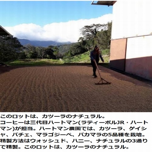 【クリックポスト 全国送料無料!!】生豆　900g　パナマ ハートマン農園 カトゥーラ ナチュラル
