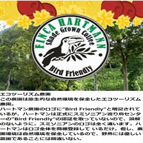 【クリックポスト 全国送料無料!!】生豆　900g　パナマ ハートマン農園 カトゥーラ ナチュラル