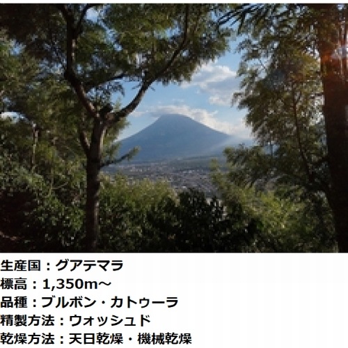 深煎り　グアテマラ SHB　