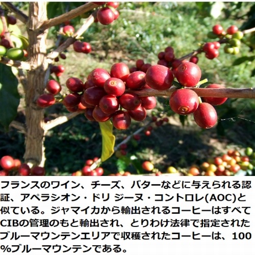 ジャマイカ　ブルーマウンテンNo.1　クライスデール