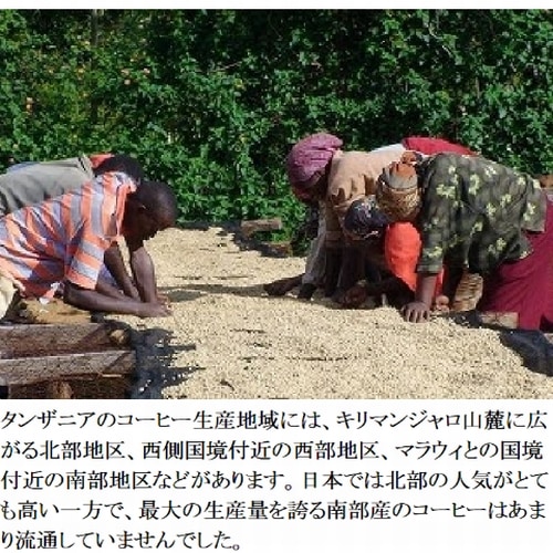 スペシャルティコーヒー タンザニア キリマンジャロ カンジラルジ農園