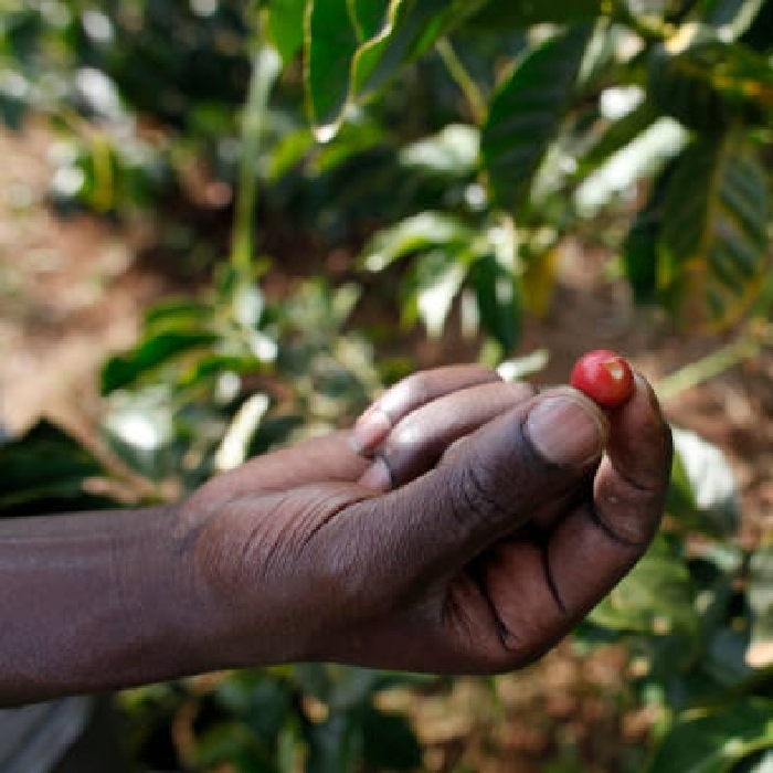 スペシャルティコーヒー　ケニア ムルエ ピーベリー　 ≪第１週お買得コーヒー≫