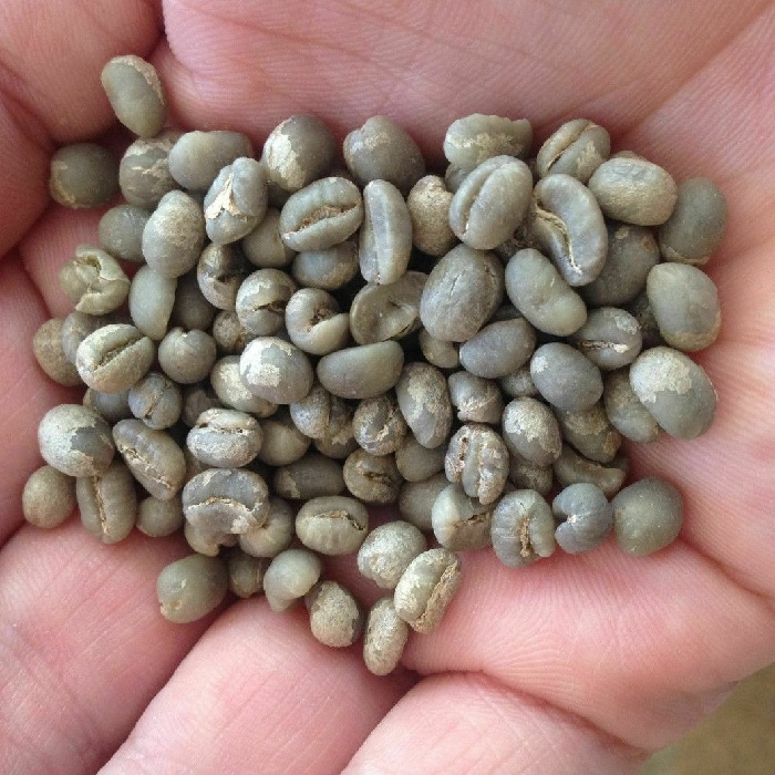 スペシャルティコーヒー　ケニア ムルエ ピーベリー　 ≪第１週お買得コーヒー≫