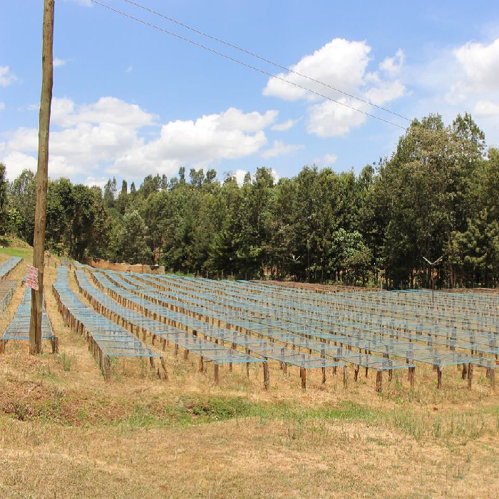 スペシャルティコーヒー　ケニア ムルエ ピーベリー　 ≪第１週お買得コーヒー≫