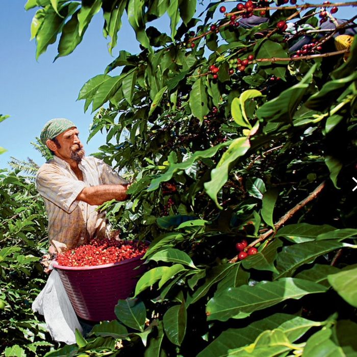 スペシャルティコーヒー ハイチ モンラセル ティピカ