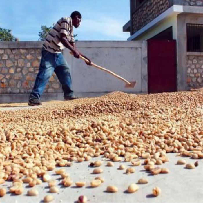 スペシャルティコーヒー ハイチ モンラセル ティピカ