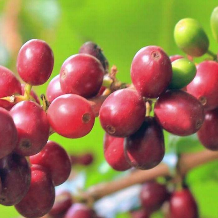 スペシャルティコーヒー ハイチ モンラセル ティピカ