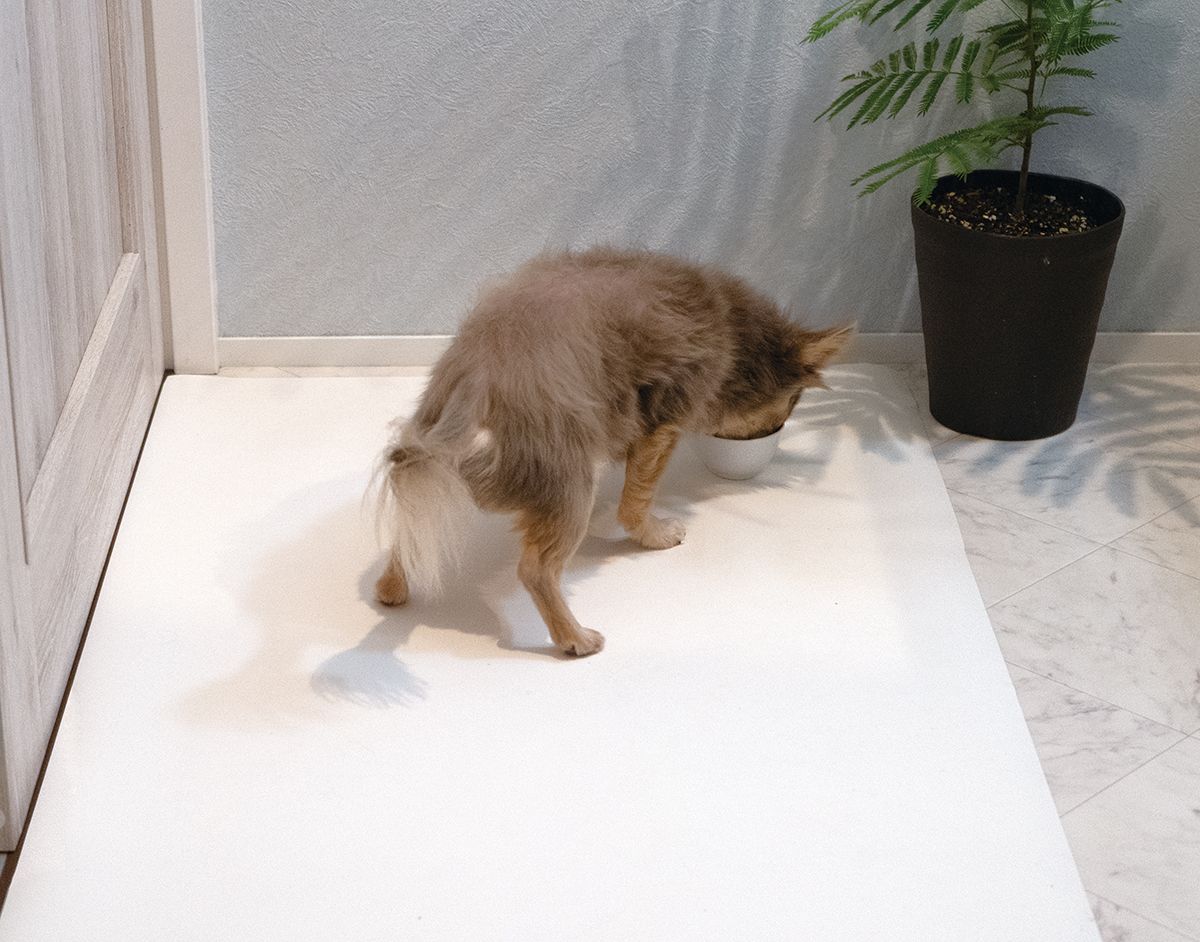 プレーリードッグ ペット用ふんばりシート 規格：57×60cm