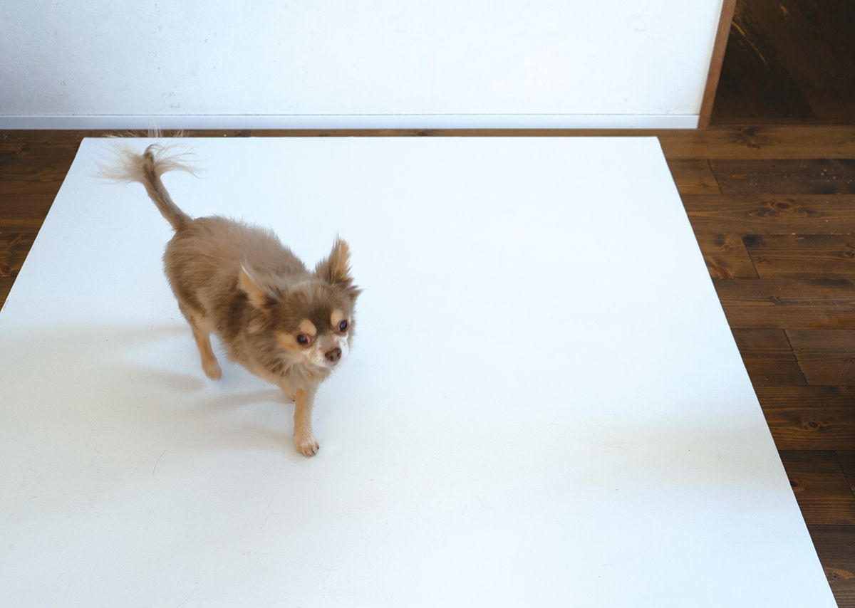 プレーリードッグ ペット用ふんばりシート 規格：57×120cm