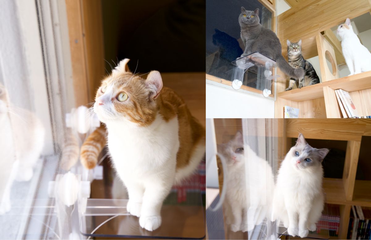 窓用キャットステップ 吸盤タイプ PE4022 1枚 窓辺 透明 クリア 規格：212×400×220mm キャットタワー 猫用 インテリア 日光浴 簡単施工 簡単着脱 ペット用品 ペット