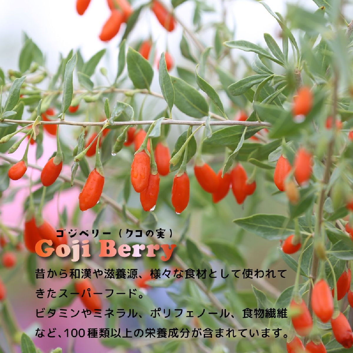 キャットフード 猫缶 ウェットフード シグネチャー7 Signature7 キャット パティ ツナ&ゴジベリー 内容量：80g 水曜日 猫用フード ペット用品 ペット