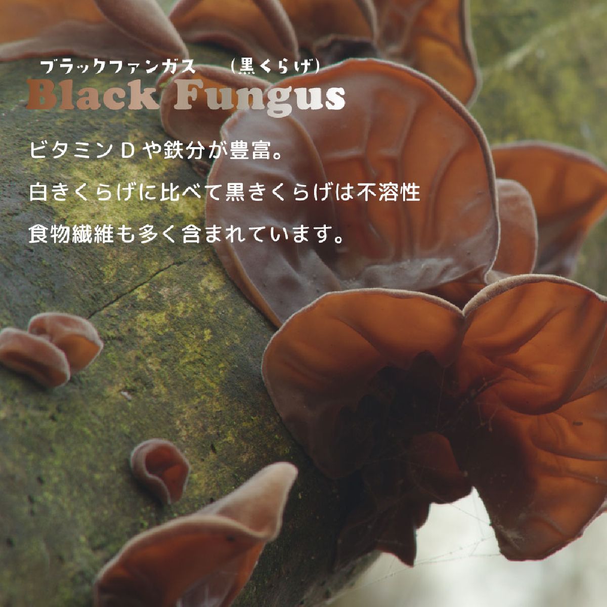 キャットフード 猫缶 ウェットフード シグネチャー7 Signature7 キャット パティ チキン&ブラックファンガス 内容量：80g 木曜日 猫用フード ペット用品 ペット