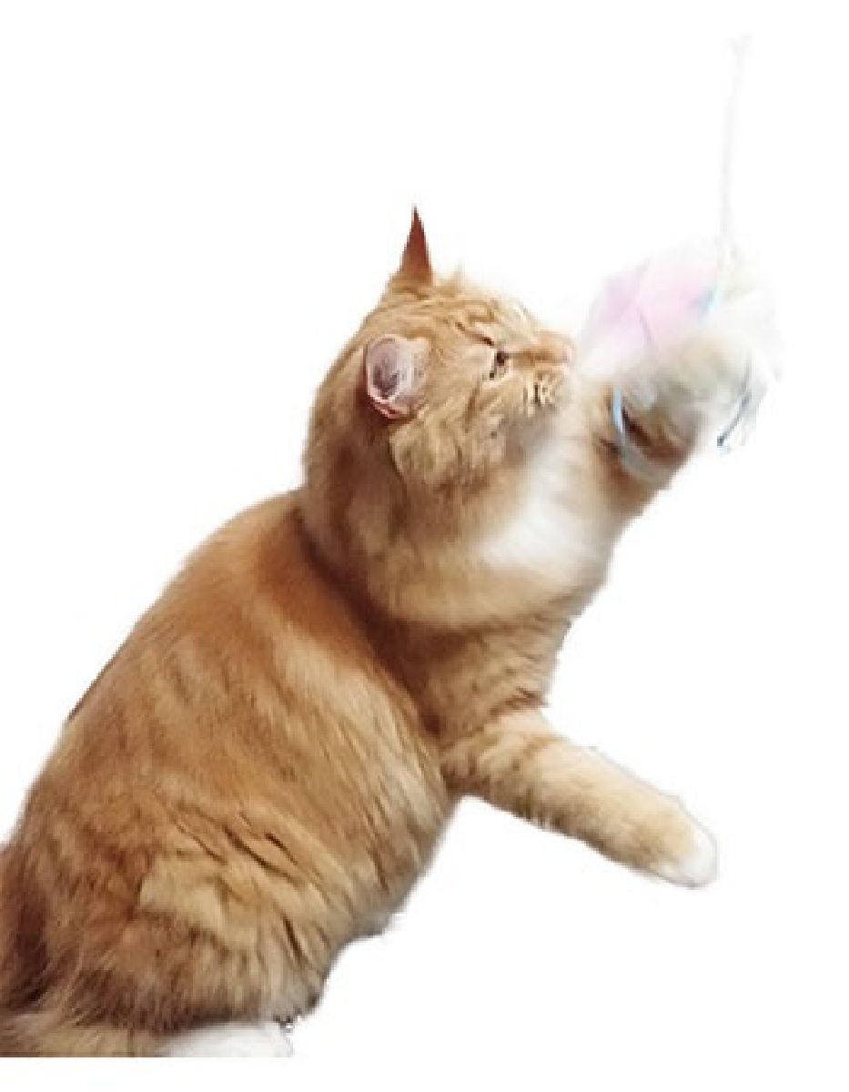 猫用おもちゃ 猫じゃらし 6本セット 日本製 カシャカシャぶんぶんビッグフライ カゲロウ オーロラフィルム使用 音 光 色 3つの効果 ペッツルート ペット用品 ペット