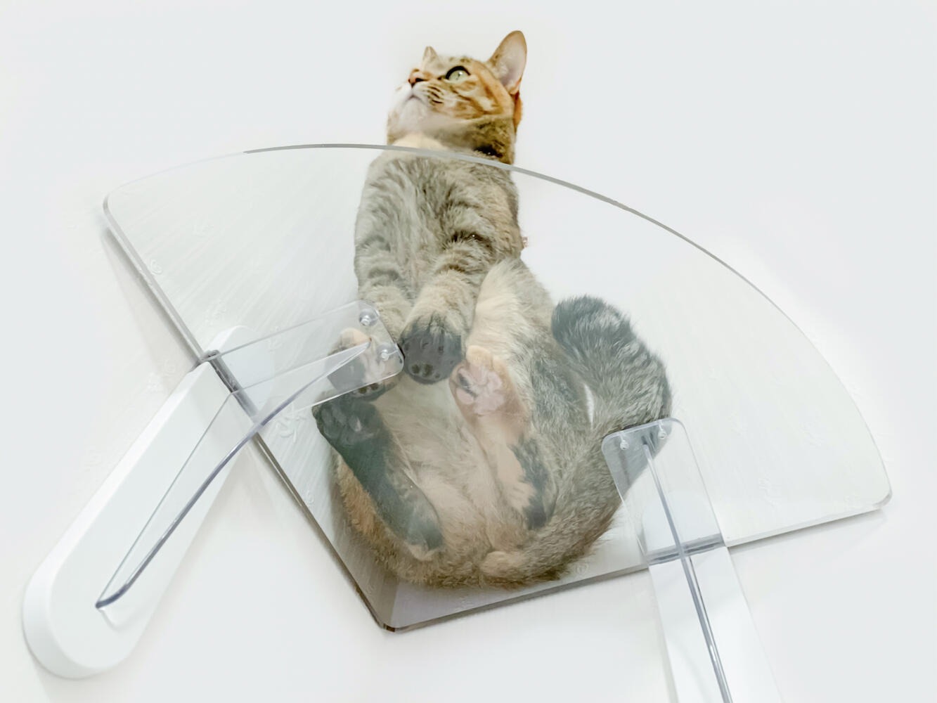 キャットステップ コーナー PC30R 1枚 H210×W400×D220mm キャットタワー クリア タカラ産業株式会社 ペット用品 ペット