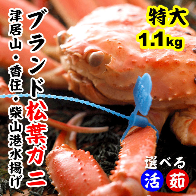 【送料無料】特上ブランド松葉かに1.1kg前後(1杯)