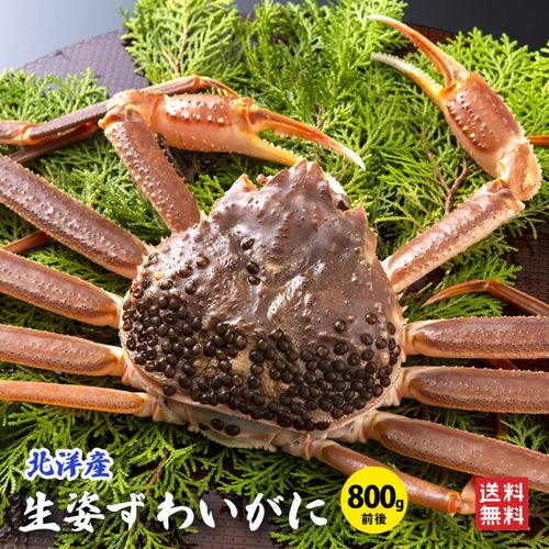 ���ѥ��磻����800g�����1�ա�