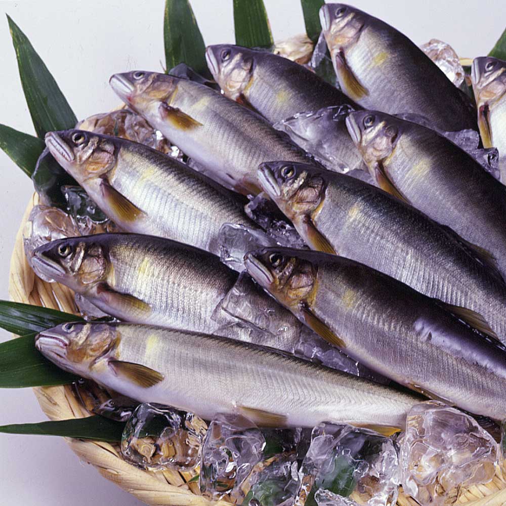 <期間限定 送料無料> 冷凍あゆ 1kg (約18~20尾)