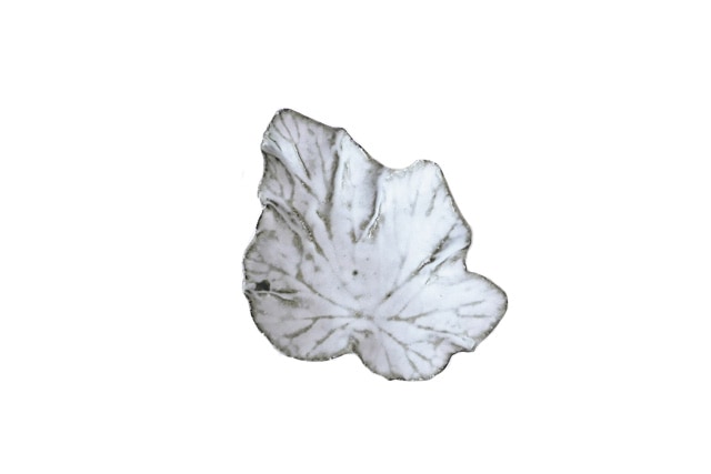 髙田志保　シュウメイギク（白）