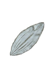 高田志保　ギボウシ（白）5.5cm×13.5ｃｍ