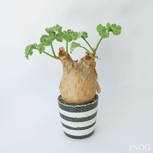 キフォステンマ　ウター　マクロプス【産地アンゴラ】　ｂｙ PNOG