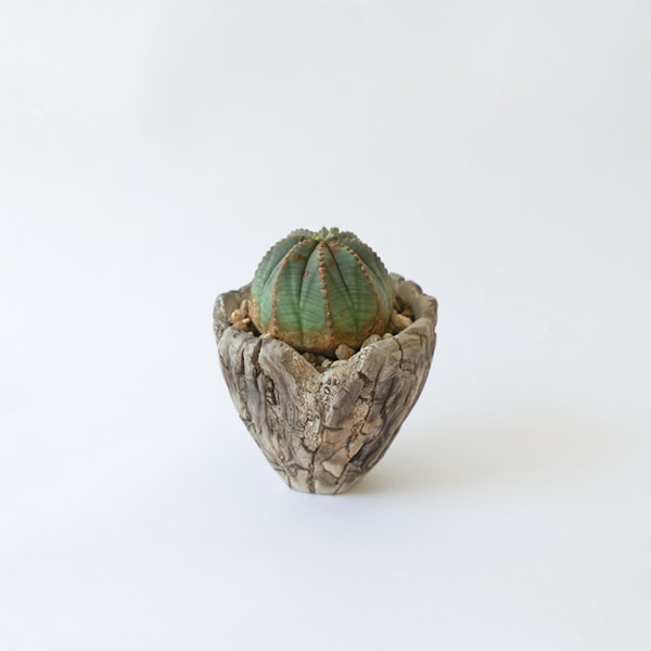 ユーホルビア　オベサ　φ4.5cm　H3.5ｃｍ　ｂｙ PNOG