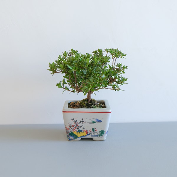 ミニ盆栽　深山ツツジ　17×17㎝　H17cm　ｂｙ PNOG