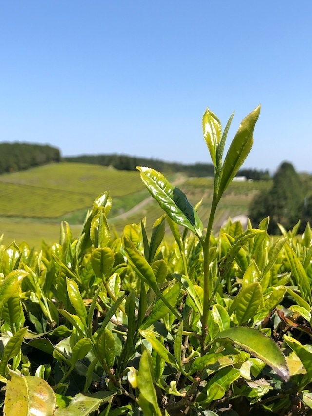焙煎和紅茶〜Ten〜天　（茶葉40g）　 [無農薬・無化学肥料栽培]　