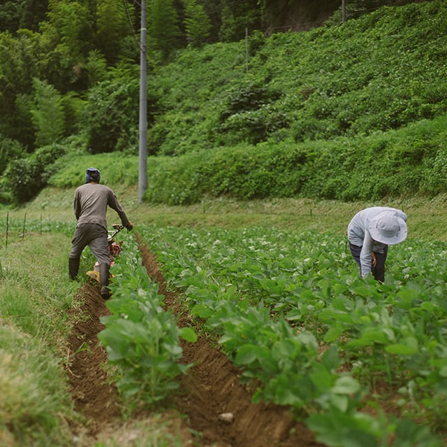 蒜山きなこ