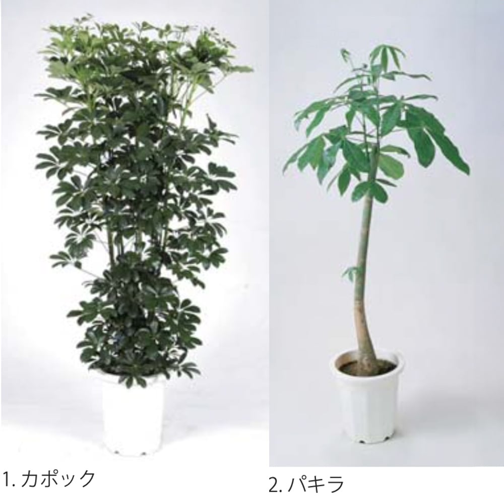 レンタル>植栽/大鉢 | すべての商品 | エキスポアシスト