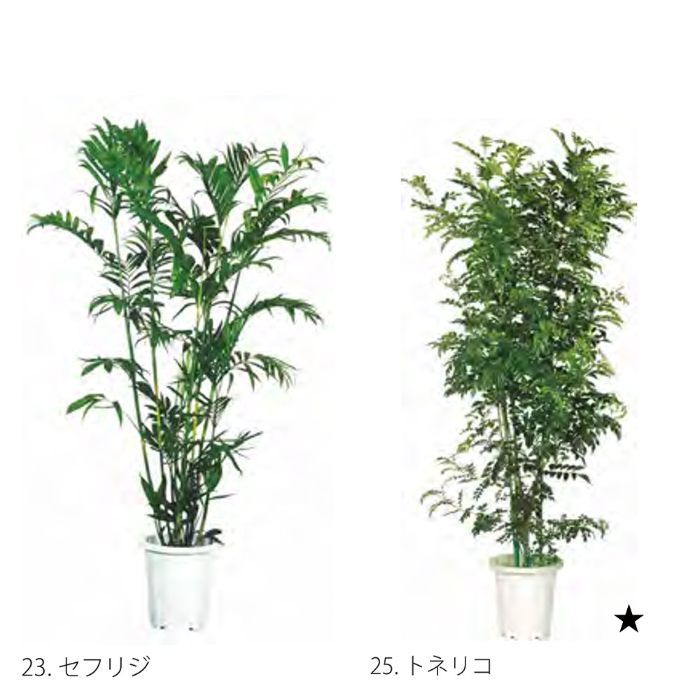 旅人の木特大茎長め　A級品８節 旅人の木特大茎長め A級品8節 旅人の木特大茎