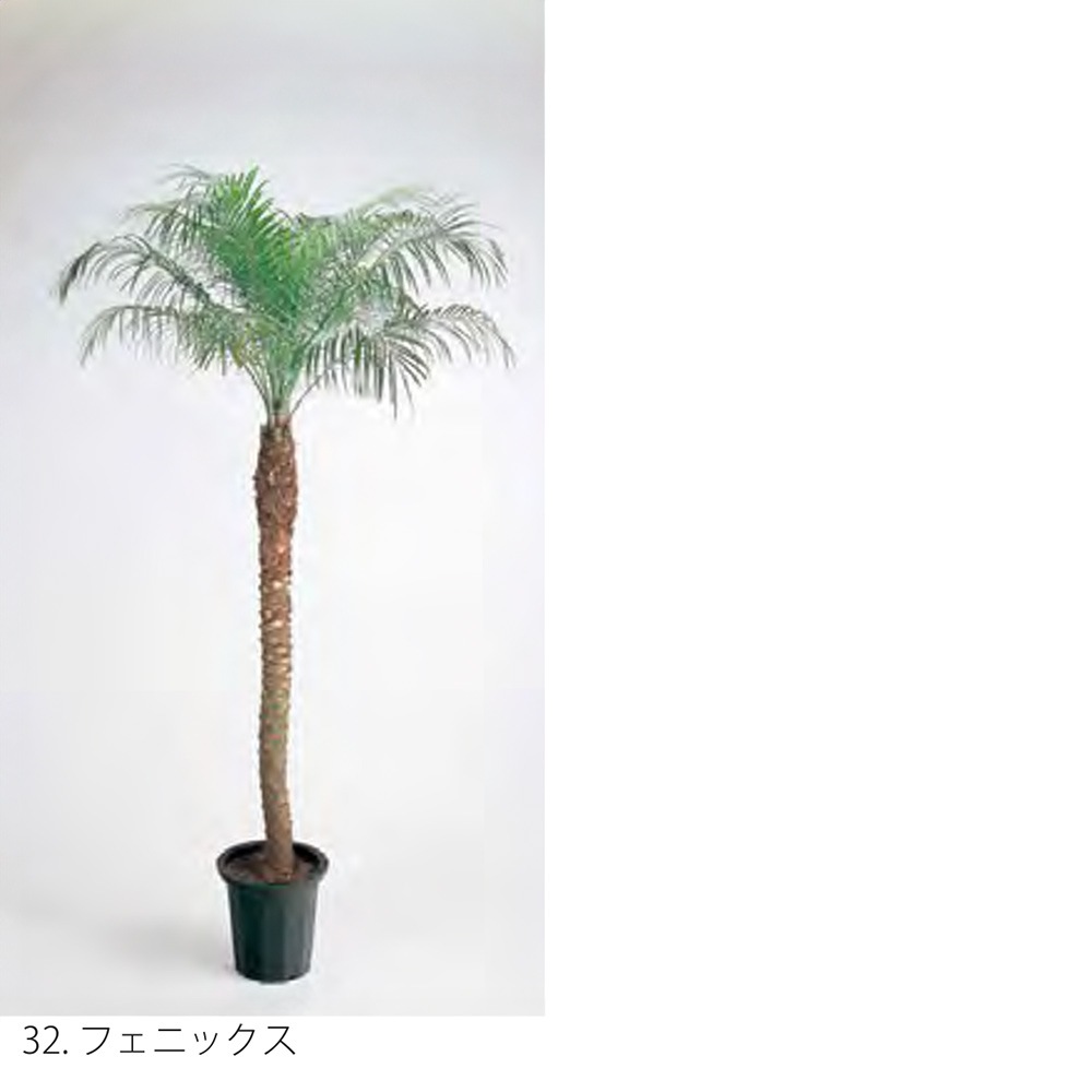 旅人の木特大茎長め　A級品８節 旅人の木特大茎長め 旅人の木 アウトレット品 8節① A級