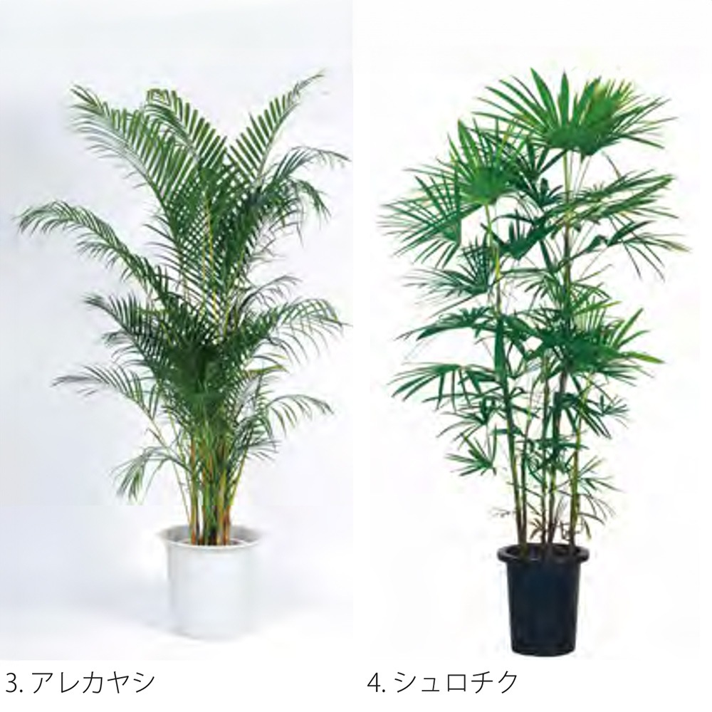 【つくし】人工観葉植物 大きめ 鉢植え アレンジ 展示品(2506FB3) つくし】人工観葉植物 大きめ 鉢植え アレンジ 展示品(2506FB3