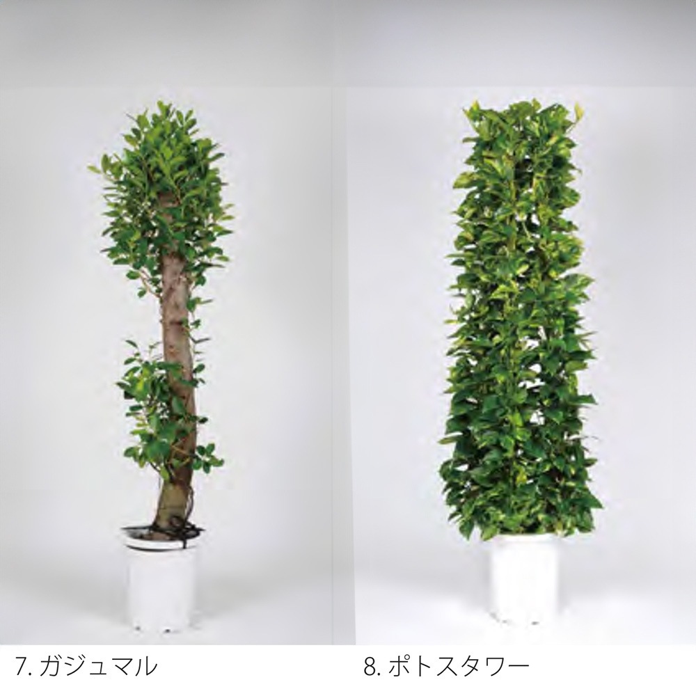 大鉢 レンタル>植栽/大鉢 | すべての商品 | エキスポアシスト