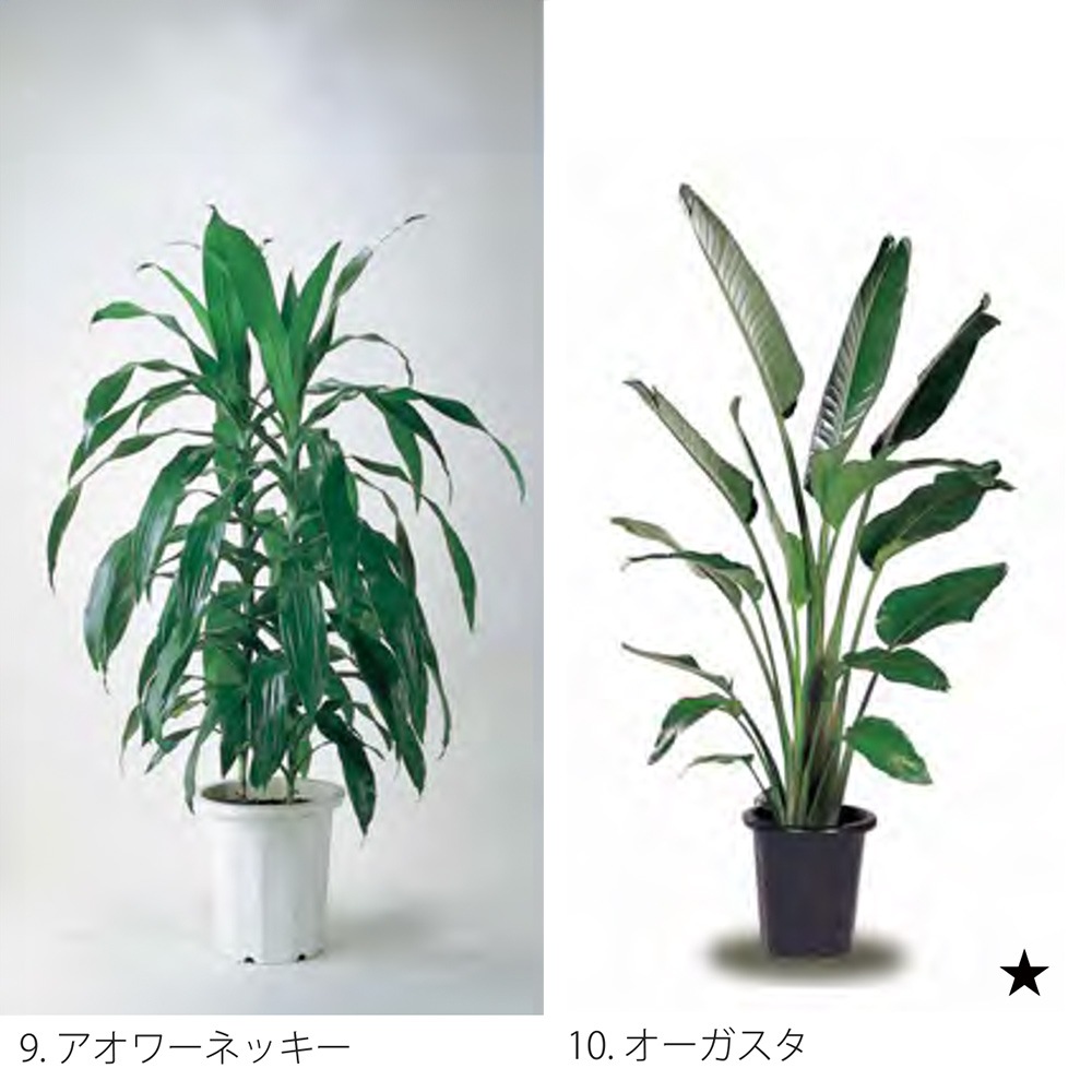 レンタル>植栽/大鉢 | すべての商品 | エキスポアシスト