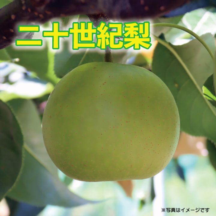 梨「二十世紀」12~14玉入り・5kg箱