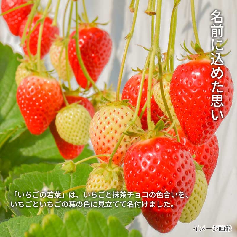 【数量限定】いちごの若葉