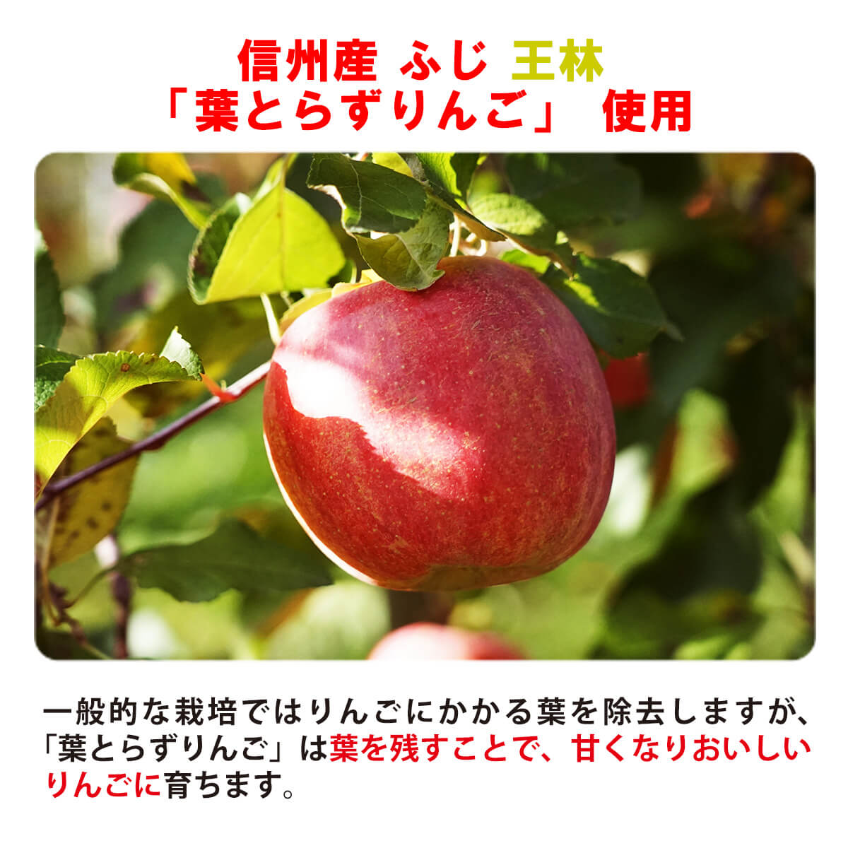 選べる信州りんごチップス75g 4袋セット(ふじ・王林)（フリーズドライ）