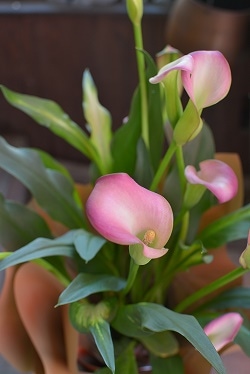 サトウアサミ　ピンクの花 生花】NODAフラワーのスカビオサ:サーモンピンク(40cm程度)【早
