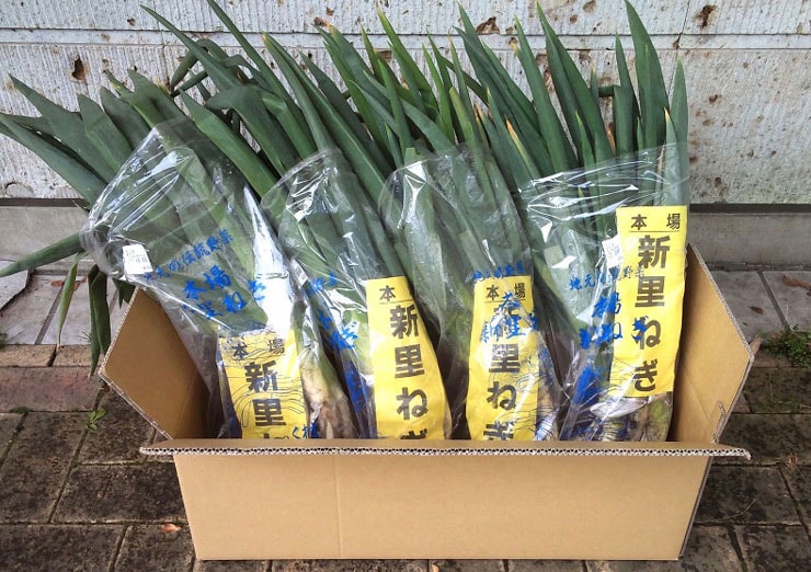 【数量限定】直売所発送！宇都宮・新里町産「新里ねぎ8Kg」お届け日はおまかせ
