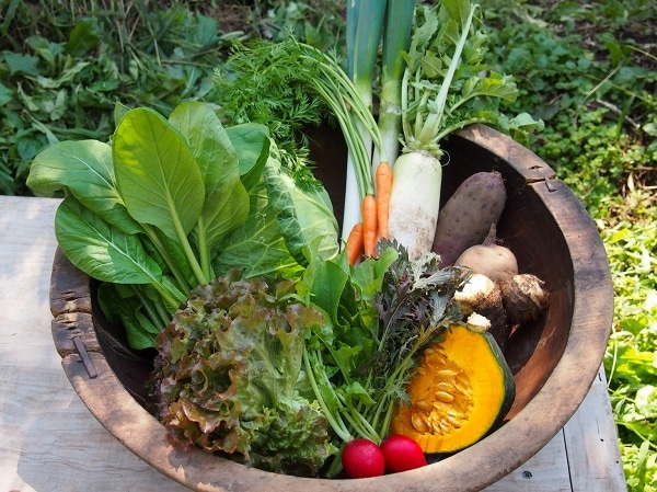 ベジファーム　有機畑のいろどり野菜BOX【2月･3月･9月･10月 発送不可】【お届け日はおまかせ】