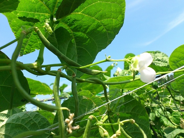 ベジファーム　有機畑のいろどり野菜BOX【2月･3月･9月･10月 発送不可】【お届け日はおまかせ】