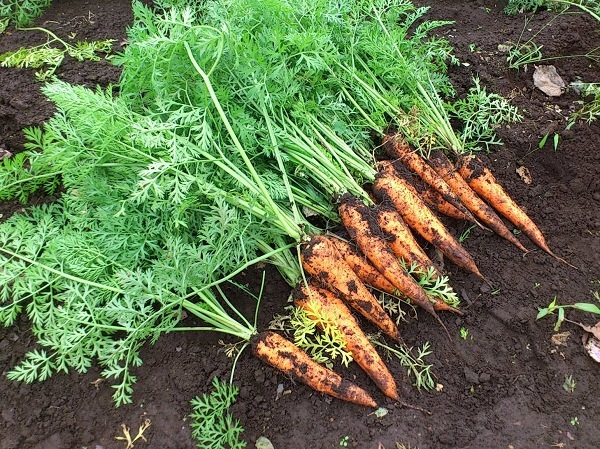 ベジファーム　有機畑のいろどり野菜BOX【2月･3月･9月･10月 発送不可】【お届け日はおまかせ】