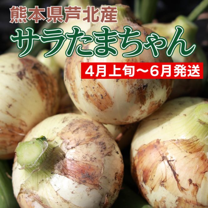 【4月上旬発送予定分】サラたまちゃん