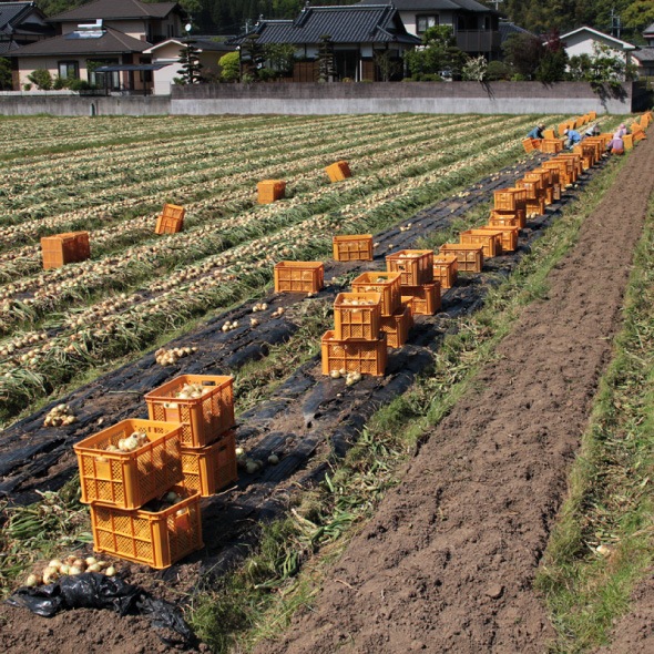 【5月中旬発送予定分】あしきたん塩たまねぎ
