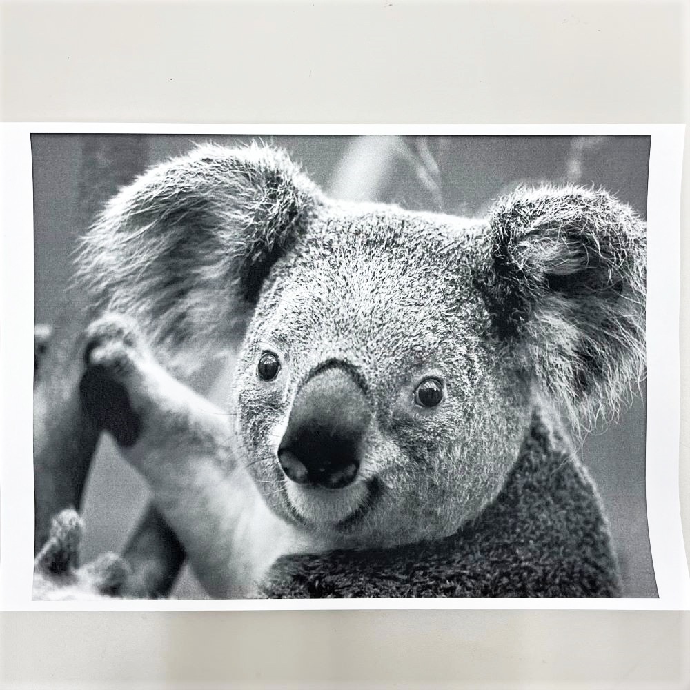 ���㡼�� MX-M316FP A3��Υ���ʣ�絡 �������13872�� ��Υ��� ��� ���ԡ������緿����ȯ���ۡ��������Ӹ��Ѥ�ۡ���š�