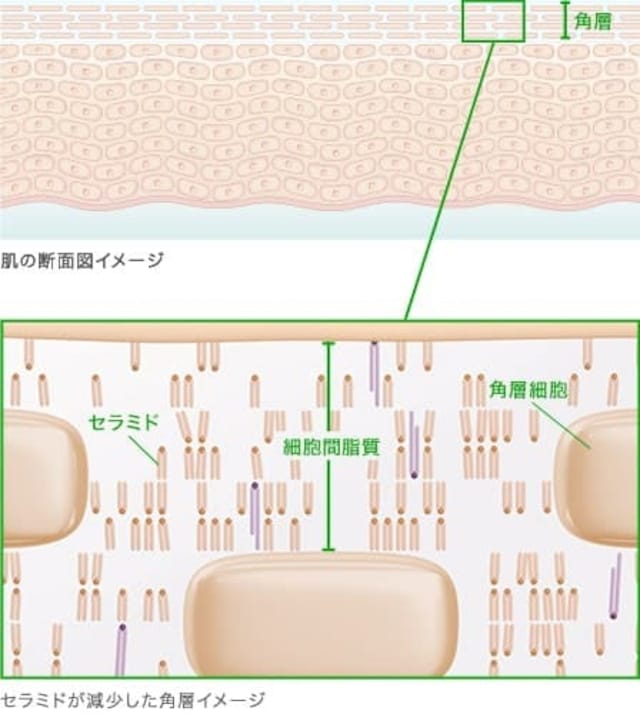 大人の敏感肌に潤いを。幹細胞、レチノール、セラミドなど肌が欲しがる成分満喫、贅沢ローション