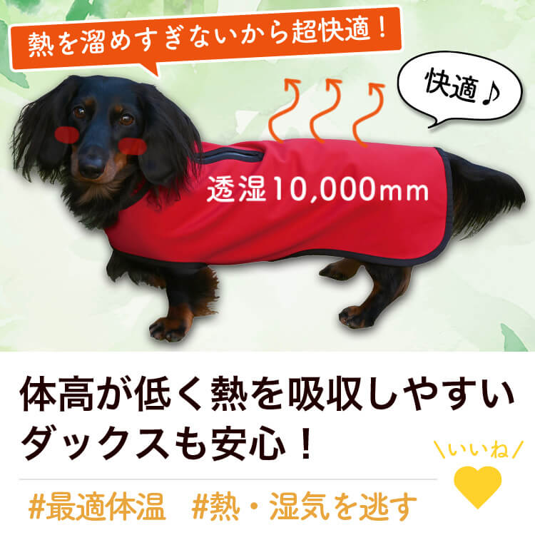 ���å����ե�� ���å��� �� ���� �쥤�󥳡��� �ɥå������� ������ ���㥱�å� �٥��� �������� �Ȥ��� �ɴ� ��æ ��ñ �ɿ� �ݲ� �ե꡼�� ΢���� �꡼�� �ϡ��ͥ� �б� ���襤�� �İ��� ����ץ� �� �ڥå� ���� �� ���ڥͥ��ݥ���