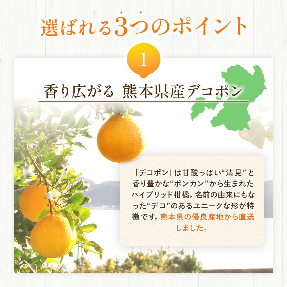 【お中元】くまもとのデコポンゼリー