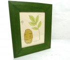 木製額　グリーン ジャガイモ Solanum Tuberosum　画寸18.8×14.7cm【中古】